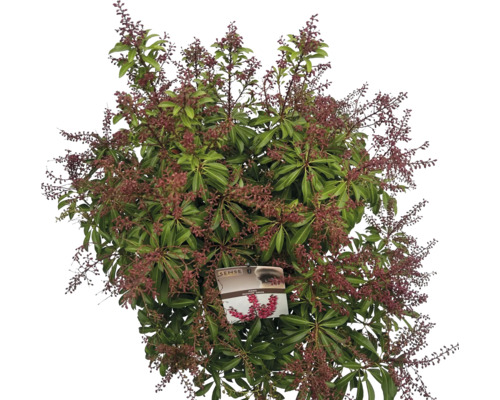 Japansk buske med blad och blomställningar