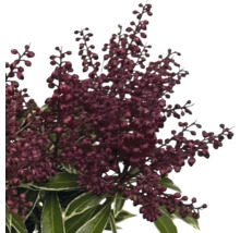 Växt med mörkröda blomställningar och gröna blad