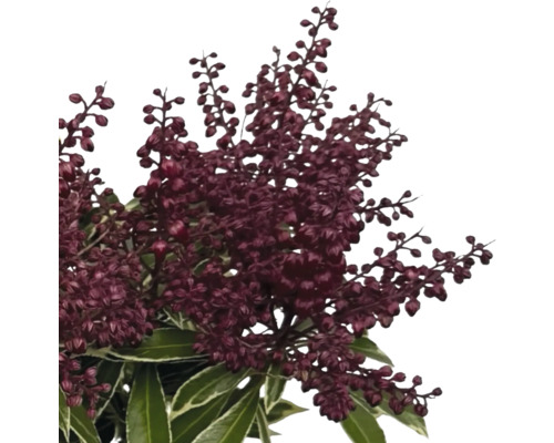 Växt med mörkröda blomställningar och gröna blad