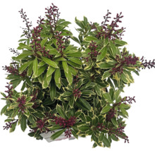 Japansk buskrosling med blad och blomknoppar