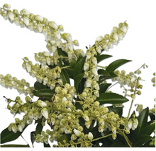Blommande grenar med vita blommor och gröna blad.