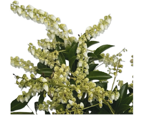 Blommande grenar med vita blommor och gröna blad.