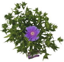 Blåklint med lila blomma och gröna blad