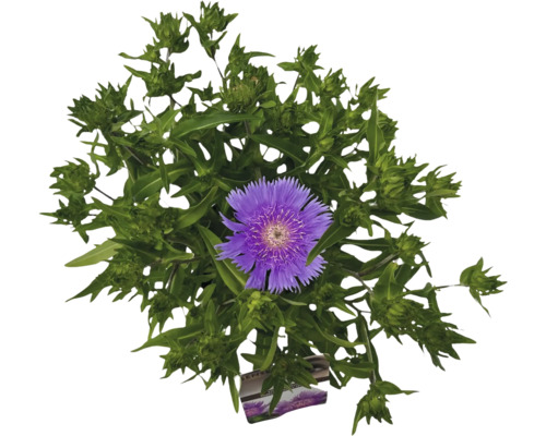 Blåklint med lila blomma och gröna blad