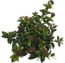 Städsegrön olvon med blad och blomknoppar