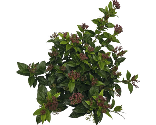 Städsegrön olvon med blad och blomknoppar