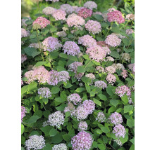 Hortensia buske med rosa blommor och gröna blad