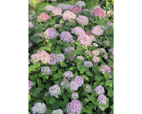 Hortensia buske med rosa blommor och gröna blad
