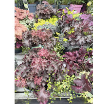 Olika Heuchera-växter i trädgårdscentret