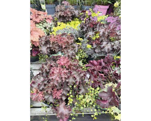 Olika Heuchera-växter i trädgårdscentret