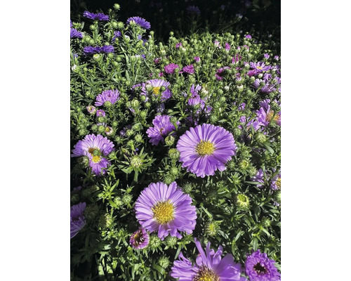 Närbild av lila höstastrar i en rabatt