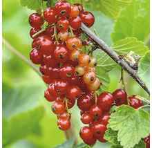 Närbild av ett rött vinbär på busken