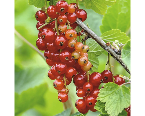 Närbild av ett rött vinbär på busken