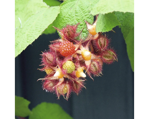 Björnbär med blad på en buske
