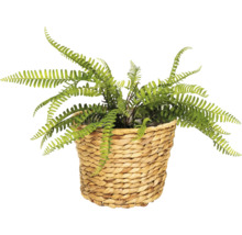 Konstgjord ormbunke i en flätad korg