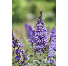 Närbild av en lila Buddleja davidii-blomma