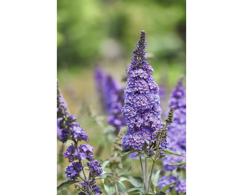 Närbild av en lila Buddleja davidii-blomma