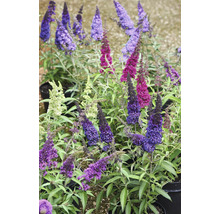 Buddleja Fjärilsbuske i olika färger, i krukor
