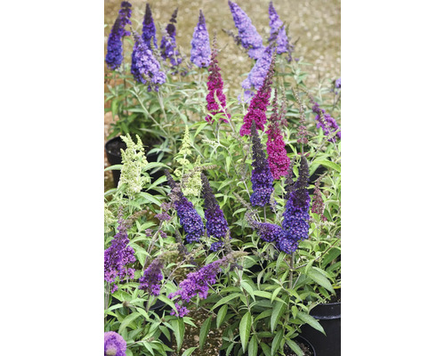 Buddleja Fjärilsbuske i olika färger, i krukor