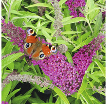 Påfågelöga fjäril på Buddleja-blommor