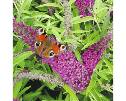Påfågelöga fjäril på Buddleja-blommor