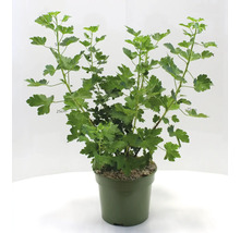 Krusbär i kruka med gröna blad.