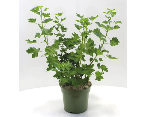 Krusbär i kruka med gröna blad.