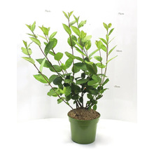 Aronia växt i kruka