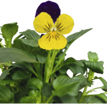 Gul och violett pensé med gröna blad