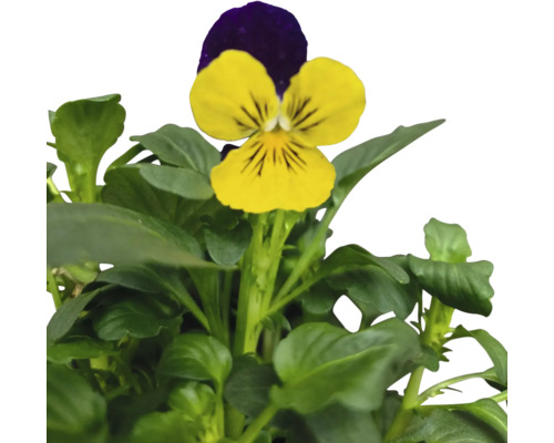 Gul och violett pensé med gröna blad