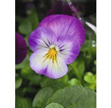 Närbild av en violblomma i trädgården