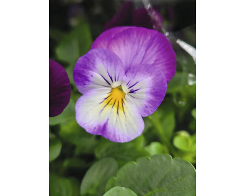 Närbild av en violblomma i trädgården