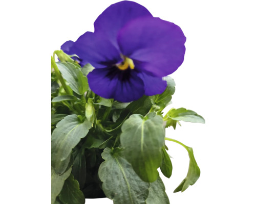 Blå pensé med gröna blad.