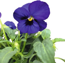 Blommande styvmorsviol med gröna blad