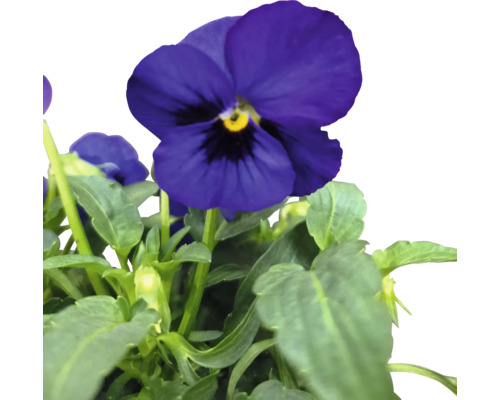 Blommande styvmorsviol med gröna blad