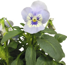 Styvmorsviol planta med blommor och gröna blad