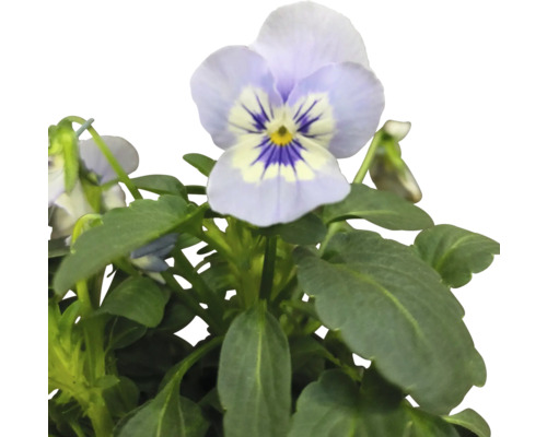 Styvmorsviol planta med blommor och gröna blad