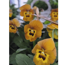 Närbild av guldgula penséer med gröna blad