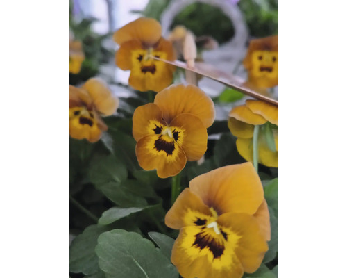 Närbild av guldgula penséer med gröna blad