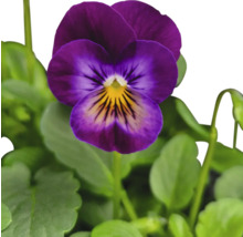 Violblomma med blad