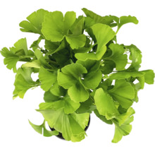 Ginkgo Biloba växt i kruka