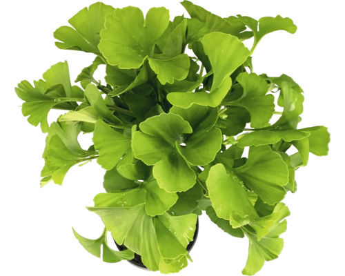 Ginkgo Biloba växt i kruka