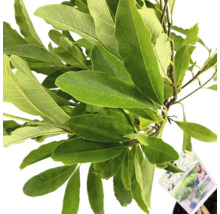 Magnoliaväxt med gröna blad i kruka