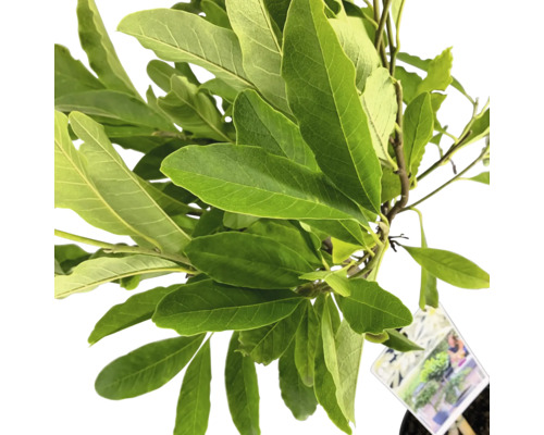 Magnoliaväxt med gröna blad i kruka