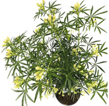 Gult blommande krukväxt i en kruka