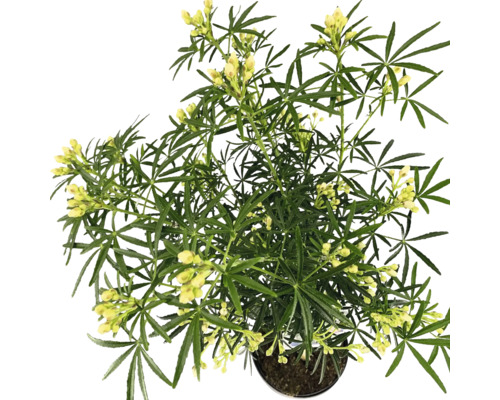 Gult blommande krukväxt i en kruka