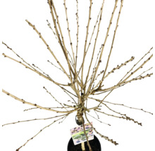 Lövträd i kruka utan blad och blommor.