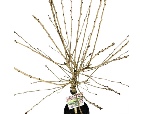 Lövträd i kruka utan blad och blommor.