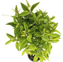 Toppvy av en Buddleja-planta i kruka