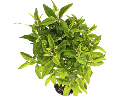 Toppvy av en Buddleja-planta i kruka